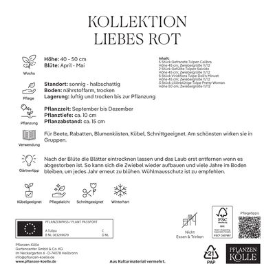 Tulpenmischung 'Liebes Rot', Größe 12+, 15 Blumenzwiebeln