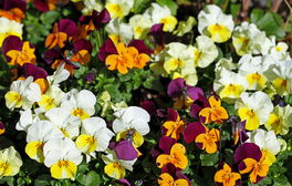 Hornveilchen Hornveilchen