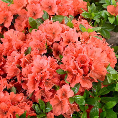 Japanische Azalee, Höhe 15-20 cm, Topf 2 Liter, 10er-Set Japanische Azalee, Höhe 15-20 cm, Topf 2 Liter, 10er-Set