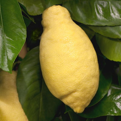 Zitronenbaum, Mini-Stamm, Topf-Ø 15 cm, Höhe ca. 40 cm Zitronenbaum, Mini-Stamm, Topf-Ø 15 cm, Höhe ca. 40 cm