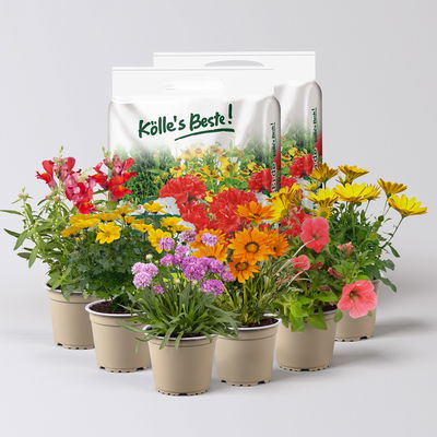 Pflanzenkreation Farbenrausch, groß, 6 Pflanzen inkl. Erde