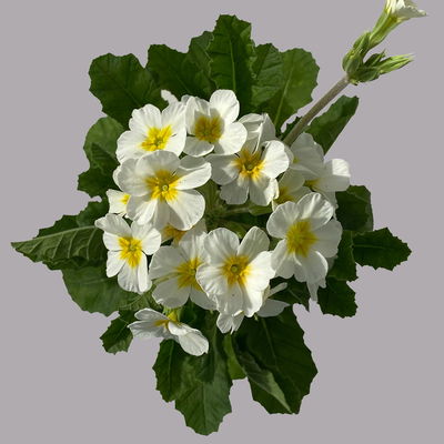 Oak Leaf Primel 'Oak Leaf' Farbe zufällig, Topf-Ø 13 cm, 4er-Set