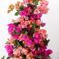 Bougainvillea, Pyramide Duo, Farben zufällig, Topf-Ø 19 cm, Höhe ca. 60-70 cm