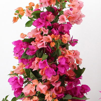 Bougainvillea, Pyramide Duo, Farben zufällig, Topf-Ø 19 cm, Höhe ca. 60-70 cm
