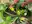 Zucchini
