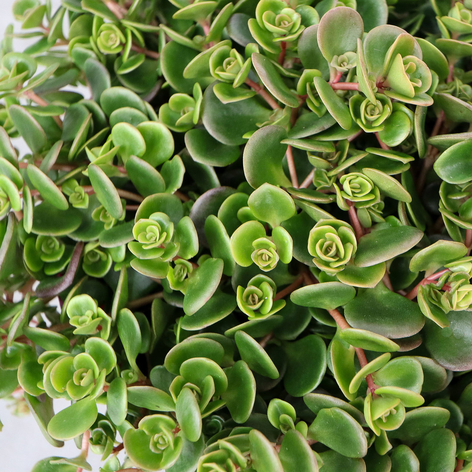 Fetthenne, gelb, Topf 9x9 cm, 3 Pflanzen