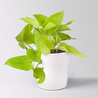 Grünpflanzenkreation 'Hängendes Grün', Topf-Ø 12cm + Übertopf Dallas, 4 Pflanzen