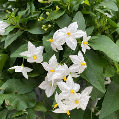 Sommerjasmin, weiß, Ampeltopf-Ø 27 cm