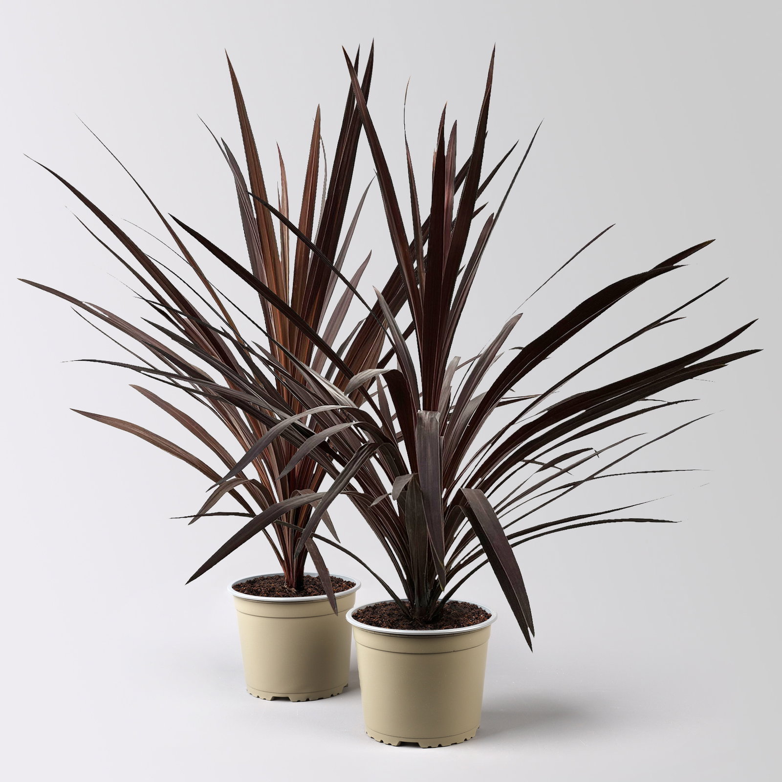 Keulenlilie 'Red Star', rotlaubig, Topf-Ø 17 cm, Höhe ca. 60 cm, 2 Pflanzen Keulenlilie 'Red Star', rotlaubig, Topf-Ø 17 cm, Höhe ca. 60 cm, 2 Pflanzen