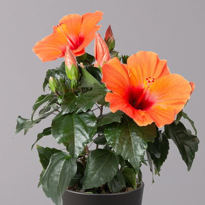 Hibiskus, orange, in Keramiktopf Dallas anthrazit, Topf-Ø 13 cm, 2 Pflanzen