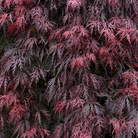 Roter Schlitzahorn 'Dissectum Garnet', Höhe 40 - 60 cm, Topf 7,5 Liter