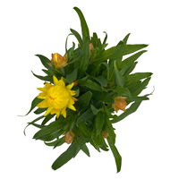 Strohblume gelb, Topf- Ø 12 cm, 6 Stück