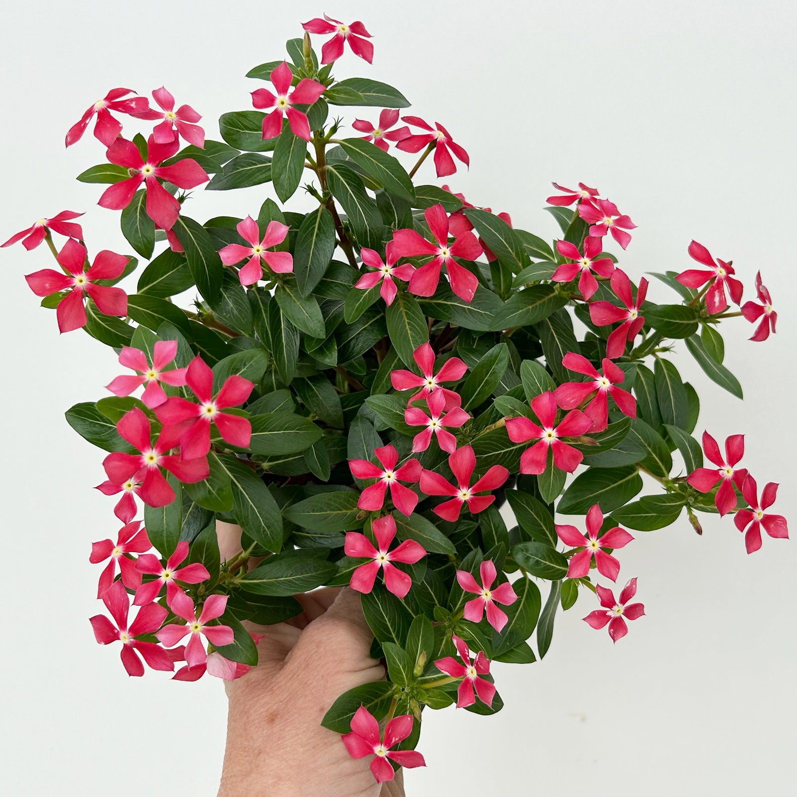 Catharanthus 'Soiree', Farben zufällig, kleinblütig, Topf-Ø 12 cm, 6 Pflanzen Catharanthus 'Soiree', Farben zufällig, kleinblütig, Topf-Ø 12 cm, 6 Pflanzen