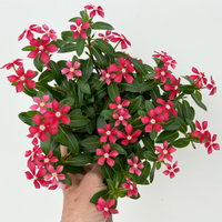 Catharanthus 'Soiree', Farben zufällig, kleinblütig, Topf-Ø 12 cm, 6 Pflanzen Catharanthus 'Soiree', Farben zufällig, kleinblütig, Topf-Ø 12 cm, 6 Pflanzen