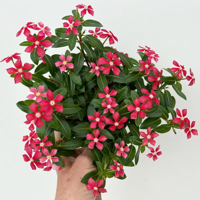 Catharanthus 'Soiree', Farben zufällig, kleinblütig, Topf-Ø 12 cm, 6 Pflanzen Catharanthus 'Soiree', Farben zufällig, kleinblütig, Topf-Ø 12 cm, 6 Pflanzen