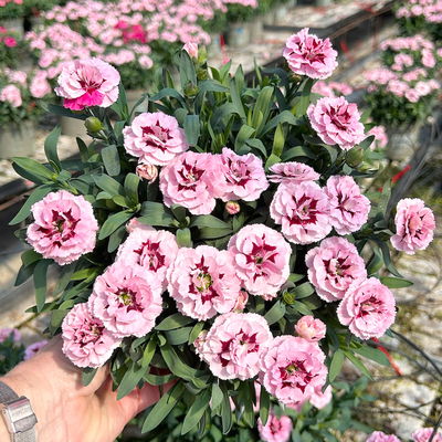 Nelke 'Oscar®', Farbe zufällig, Topf-Ø 14 cm, 4 Pflanzen