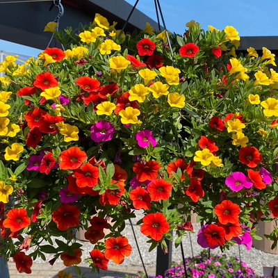 Zauberglöckchen 'Candy House', orange-gelb-pink, Topf-Ø 12 cm, 6 Pflanzen