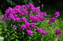 Phlox Phlox