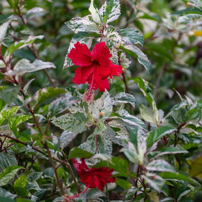 Hibiskus 'Variegata' rot, Topf-Ø 13 cm, Höhe ca. 25 cm, 2 Pflanzen