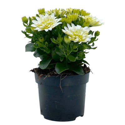 Kapkörbchen weiß gefüllt, Topf-Ø 12 cm, 6er-Set