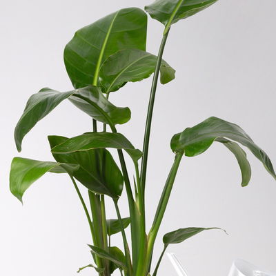 Strelitzie nicolai, Topf-Ø 17 cm, Höhe ca. 55 cm