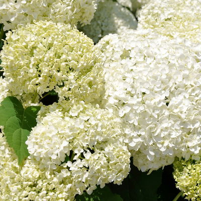 Schneeballhortensie 'Annabelle' im 10 l Topf Schneeballhortensie 'Annabelle' im 10 l Topf