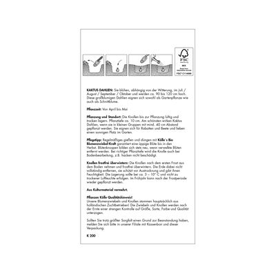 Kaktus Dahlie Hollyhill Spider, Woman, rosa-pink, Größe 1, 1 Blumenknolle Kaktus Dahlie Hollyhill Spider, Woman, rosa-pink, Größe 1, 1 Blumenknolle