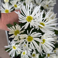 Chrysantheme Mini 'Spider'weiß, spinnenblütig, Topf-Ø 7cm, 8 Stück Chrysantheme Mini 'Spider'weiß, spinnenblütig, Topf-Ø 7cm, 8 Stück