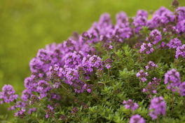 Thymian (Thymus vulgaris) Thymian (Thymus vulgaris)
