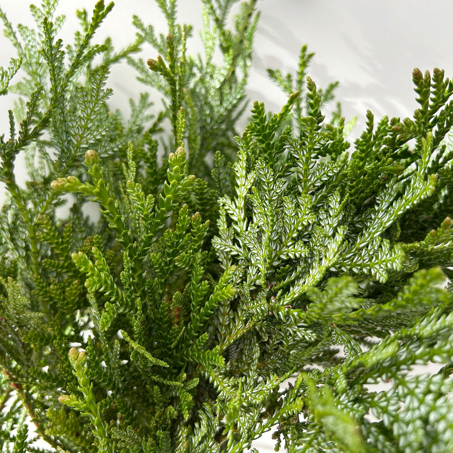 Thujopsis im Handbund, 3 Bund Thujopsis im Handbund, 3 Bund