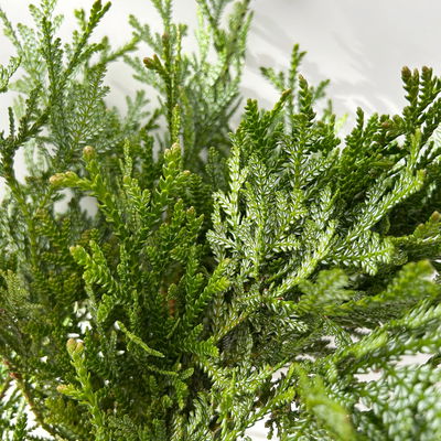 Thujopsis im Handbund, 3 Bund Thujopsis im Handbund, 3 Bund