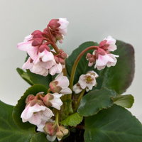 Bio Bergenie 'Harzkristall' rosa-weiß, Topf-Ø 12 cm, 3 Pflanzen Bio Bergenie 'Harzkristall' rosa-weiß, Topf-Ø 12 cm, 3 Pflanzen