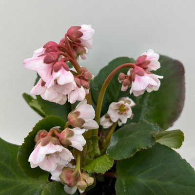 Bio Bergenie 'Harzkristall' rosa-weiß, Topf-Ø 12 cm, 3 Pflanzen Bio Bergenie 'Harzkristall' rosa-weiß, Topf-Ø 12 cm, 3 Pflanzen