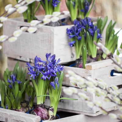 Hyazinthe, weiß, rosa & blau, vorgetrieben, Topf-Ø 14 cm, 3 Pflanzen