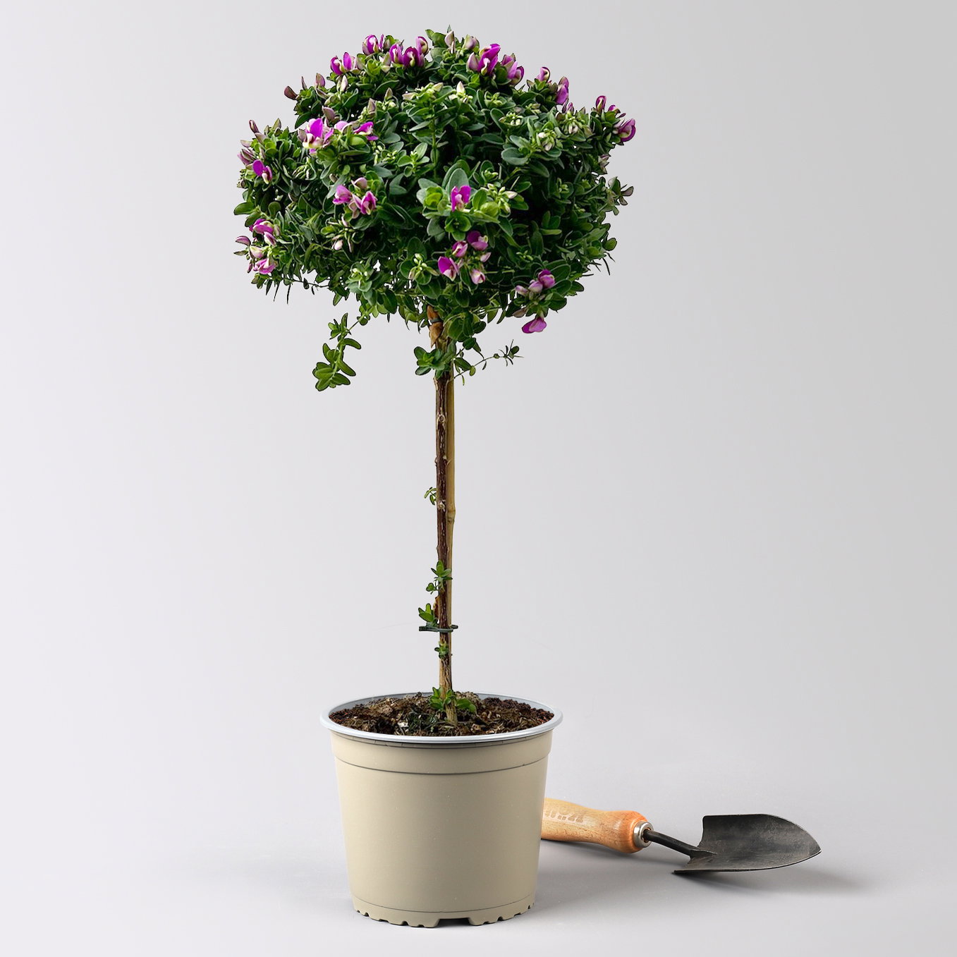 Kreuzblume 'Bibi Pink', rosa-violett, Stamm, Topf-Ø 17 cm Kreuzblume 'Bibi Pink', rosa-violett, Stamm, Topf-Ø 17 cm