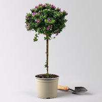 Kreuzblume 'Bibi Pink', rosa-violett, Stamm, Topf-Ø 17 cm Kreuzblume 'Bibi Pink', rosa-violett, Stamm, Topf-Ø 17 cm