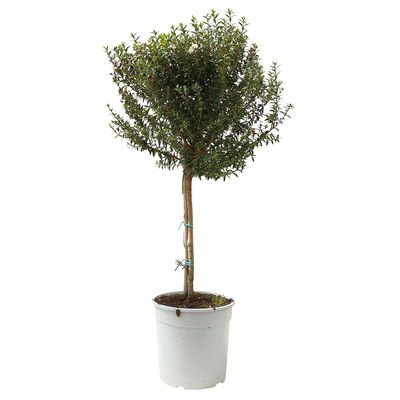 Myrte weiß, Stamm, Topf-Ø 19 cm