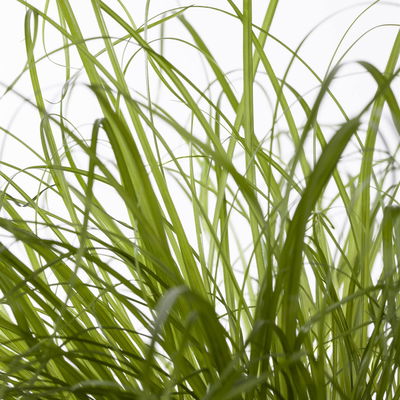 Katzengras ungespritzt, Topf-Ø 12 cm, 6er-Set