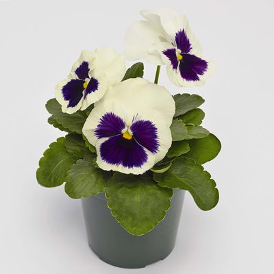 Stiefmütterchen, weiß, Sorte zufällig, Topf-Ø 13 cm, 6 Pflanzen Stiefmütterchen, weiß, Sorte zufällig, Topf-Ø 13 cm, 6 Pflanzen