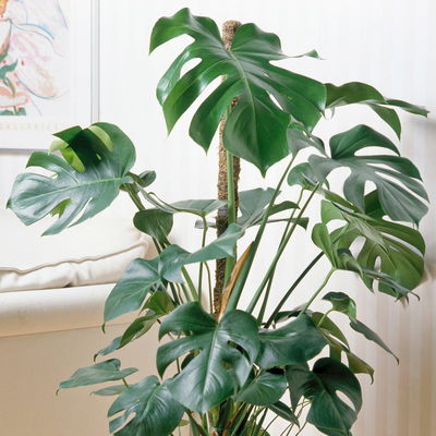 Monstera deliciosa, Topf-Ø 21 cm, Höhe ca. 50-70 cm Monstera deliciosa, Topf-Ø 21 cm, Höhe ca. 50-70 cm
