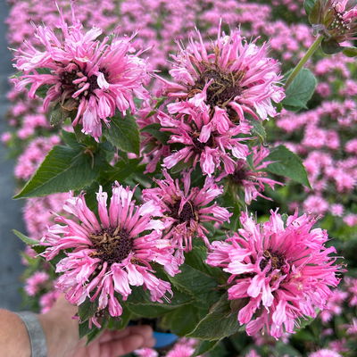 Bio Indianernessel 'Pink Lace' pink, Topf 11x11 cm, 3 Pflanzen Bio Indianernessel 'Pink Lace' pink, Topf 11x11 cm, 3 Pflanzen