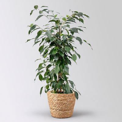 Birkenfeige 'Danielle' im Korb Osaka, Topf-Ø 17 cm, Höhe ca. 70 cm Birkenfeige 'Danielle' im Korb Osaka, Topf-Ø 17 cm, Höhe ca. 70 cm