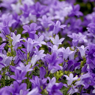 Bio Campanula portenschlagiana blau, Topf 11x11 cm, 3 Pflanzen Bio Campanula portenschlagiana blau, Topf 11x11 cm, 3 Pflanzen
