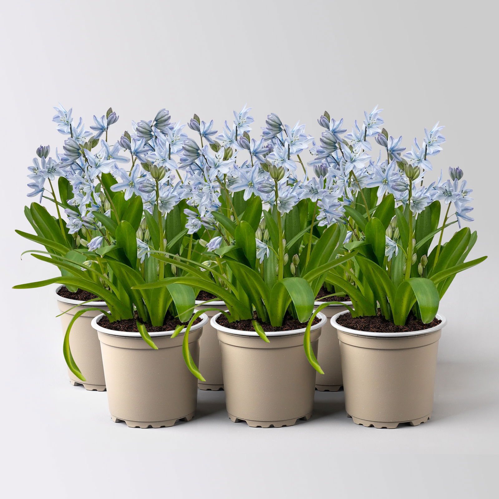 Kaukasischer Blaustern hellblau, vorgetrieben, Topf-Ø 10 cm, 6 Pflanzen