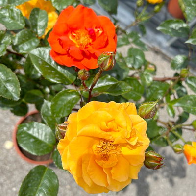 Stammrosen-Duo 'Westpoint'® + 'Westzeit'®, 60cm Stamm, 7,5 Liter Topf