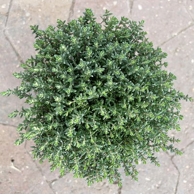 Sunny Herbs® Thymian 'Faustini', blassviolett, Topf-Ø 14 cm, 6 Pflanzen