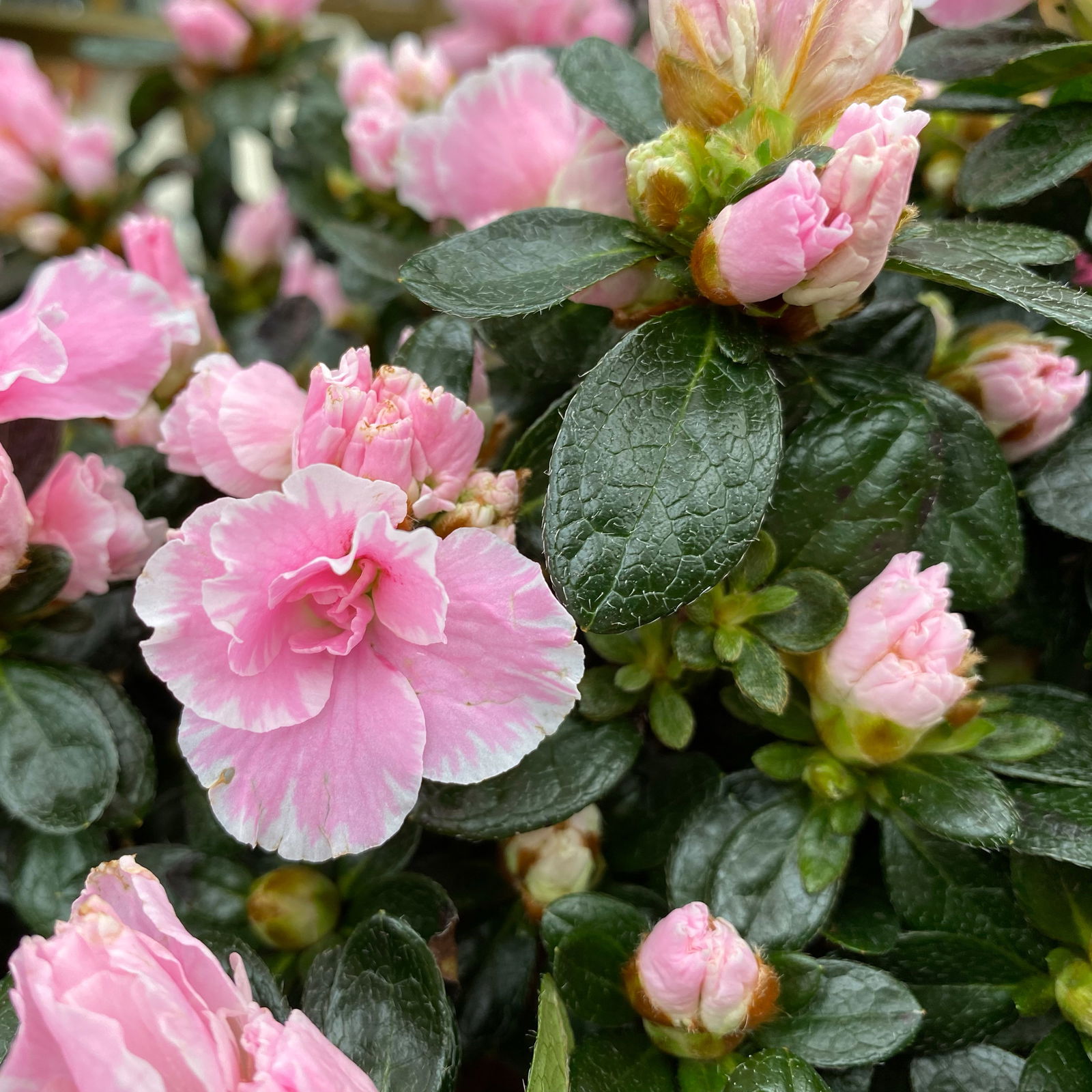 Azalee Hortinno® 'Classic Bicolor' rosa-weiß, Topf-Ø 15 cm