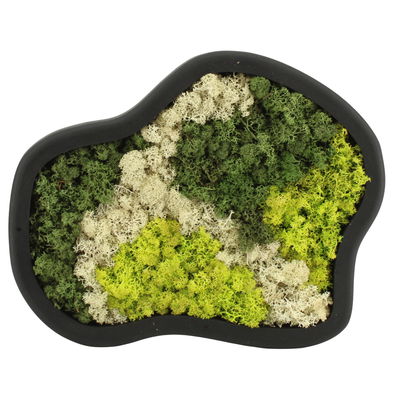 Moosbild organische Form, mit schwarzem Rahmen, groß, ca. 36 x 30 cm