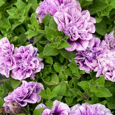 Petunien 'Pearl Fame' lila geadert, gefüllt, Topf 13 cm Ø, 6 Pflanzen