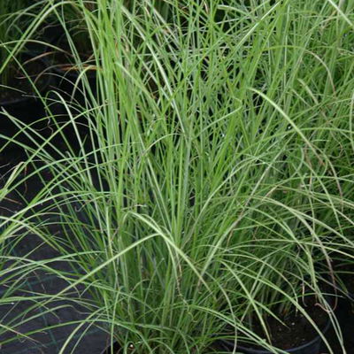 Bio Chinaschilf 'Gracilimus', Topf 5 Liter Bio Chinaschilf 'Gracilimus', Topf 5 Liter